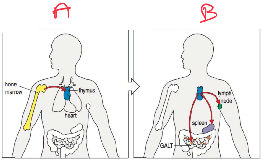 <p>What type of immunity is B?</p>