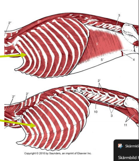 <p>Vad är detta för muskler? Delar? Kallas vad på svenska</p>