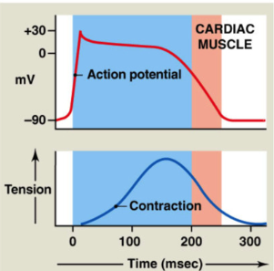<ul><li><p><strong>Absolute refractory period: LONG compared to skeletal muscle (200 msec)</strong></p><ul><li><p>no additional action potential at all</p></li><li><p>includes: depolarization, plateau, and initial period of rapid repolarization</p></li><li><p>because Na+ channels are open during depolarization and Ca2+ open during plateau → all channels doing all they can already </p></li></ul></li></ul><p></p><ul><li><p><strong>Relative refractory period</strong></p><ul><li><p>difficult to initiate action potential → require more signal </p></li><li><p>includes: remaining repolarization</p></li></ul></li></ul><p></p><ul><li><p>Together → limit frequency of action potentials</p><ul><li><p>prevent <strong>tetanic </strong>contractions (early contraction) → don’t want to mess up timing</p></li><li><p>prevent <strong>ectopic </strong>pacemaker from stimulating contraction (any pacemaker other than SA node)</p></li><li><p>→ <u>allows time for ventricles to fill</u></p></li></ul></li></ul><p></p>