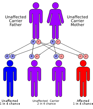 <p>A condition that requires both parents to have the affected gene in order to pass a trait on to an offspring; parents may not exhibit the trait, and it has a ¼ chance of being inherited  </p>