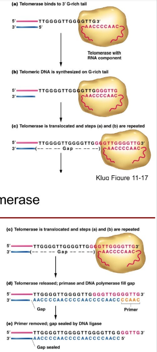 <ul><li><p>Once the 3’ end of the DNA is extended by telomerase, a new RNA primer can be synthesized by primase close to the chromosome terminus. </p></li><li><p>The primer will be extended by DNA polymerase just like in the body of the chromosome</p></li><li><p>Although there will still be a small gap on the chromosome end (3’ overhand) when the last primer is removed, the reiterative nature of telomere repeats ensures that no essential genetic information will be lose. </p></li></ul><p></p>