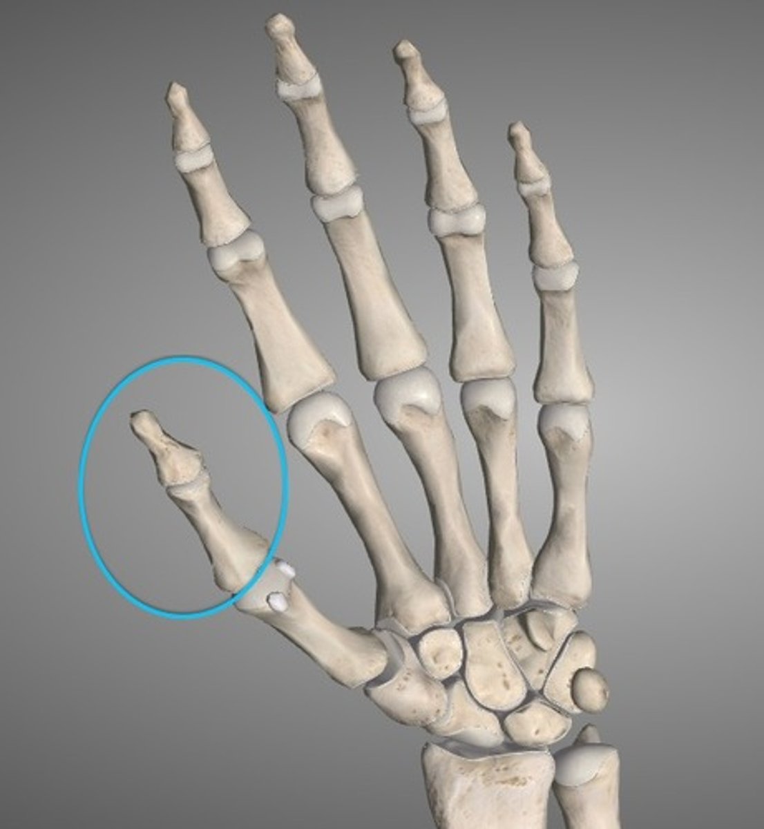 <p>pertaining to the thumb</p>