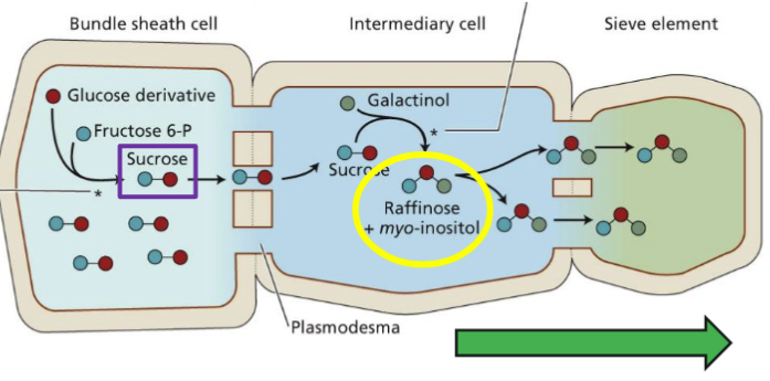 <ul><li><p>Sucrose moved into the se-cc is converted in oligosaccharides</p></li><li><p>Prevents back-diffusion of sucrose into source cells and maintains the se-cc concentration gradient</p></li><li><p>Bundle sheath cell → Intermediary cell → Sieve element</p></li></ul><p></p>