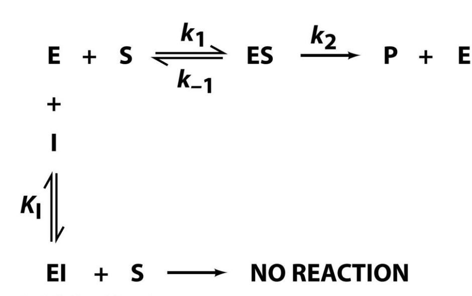 <p>A competitive inhibitor reduces the conc of free enzyme available for substrate binding. The presence of I makes [S] appear to be less than it really is (makes K<span style="font-size: 12px; font-family: &quot;Times New Roman&quot;">M </span>appear to be larger than it really is). However, increasing [S] can overwhelm a competitive inhibitor. As [S] approaches infinity, v<span style="font-size: 12px; font-family: &quot;Times New Roman&quot;">o </span>approaches V<span style="font-size: 12px; font-family: &quot;Times New Roman&quot;">max </span>for any concentration of inhibitor.</p><p></p>