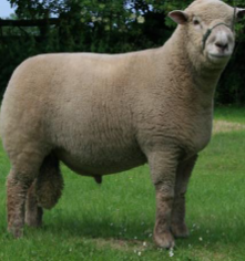 <ul><li><p><span style="color: rgb(0, 0, 0);">Developed in Sussex, England.</span></p></li><li><p><span style="color: rgb(0, 0, 0);">Medium to small-sized sheep.</span></p></li><li><p><span style="color: rgb(0, 0, 0);"> Docile and easy to manage.</span></p></li><li><p><span style="color: rgb(0, 0, 0);">Excel in a cross-breeding program because of their ability to produce meaty carcasses.</span></p></li><li><p><span style="color: rgb(0, 0, 0);">Head is carried high and has a moderate amount of wool about the face and eyes; tip of the nostril should be dark.</span></p></li><li><p><span style="color: rgb(0, 0, 0);">Rams: 190 – 230 lbs.</span></p></li><li><p><span style="color: rgb(0, 0, 0);">Ewes: 130 – 180 lbs.</span></p></li></ul><p><span style="color: rgb(0, 0, 0);"><br></span></p>