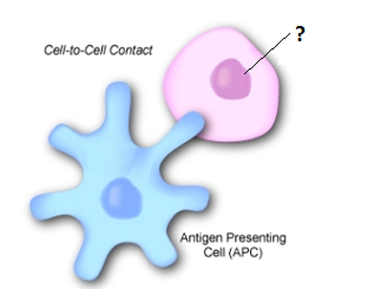 <p>recognize different antigen forms; every B or T is preprogrammed to recognize ONLY ONE antigen</p>