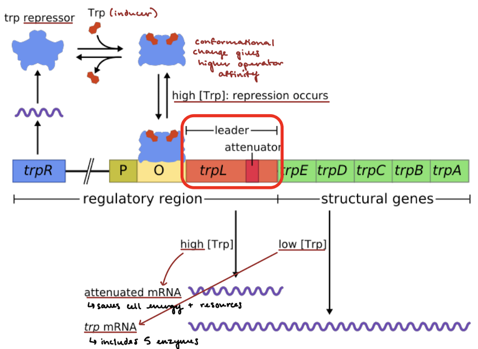 <p>The trp repressor is expressed by the trpR gene. Trp binds the repressor and induces a conformational change that gives the repressor a higher affinity for the operator. Binding to the operator represses transcription. Attenuation in the trpL can result in attenuated mRNA in conditions of high intracellular [Trp] and the full trp mRNA (with all structural genes) in conditions of low intracellular [Trp].</p>