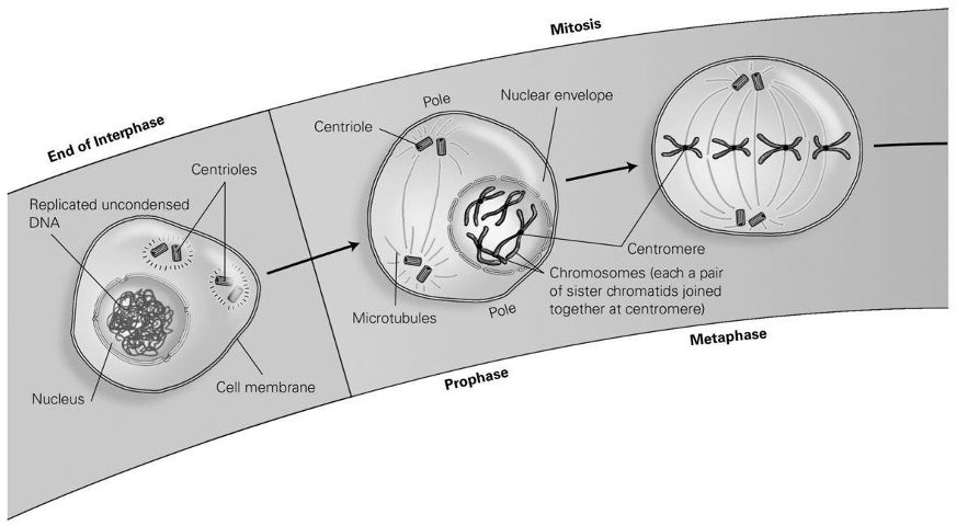 <p><span style="font-family: &quot;Times New Roman&quot;; font-size: 16px;">According to the diagram, what structures are connected to the microtubules during mitosis? </span></p><p><span style="font-family: &quot;Times New Roman&quot;; font-size: 16px;">A) the nuclear envelope</span></p><p><span style="font-family: &quot;Times New Roman&quot;; font-size: 16px;">B)</span><span style="font-family: &quot;Times New Roman&quot;; font-size: 9.33px;">&nbsp; </span><span style="font-family: &quot;Times New Roman&quot;; font-size: 16px;">uncondensed DNA</span></p><p><span style="font-family: &quot;Times New Roman&quot;; font-size: 16px;">C)</span><span style="font-family: &quot;Times New Roman&quot;; font-size: 9.33px;">&nbsp; </span><span style="font-family: &quot;Times New Roman&quot;; font-size: 16px;">cytoplasm</span></p><p><span style="font-family: &quot;Times New Roman&quot;; font-size: 16px;">D) centromeres</span></p>