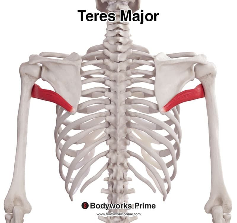 <p><span>Extends, adducts, and medially rotates arm.</span></p>
