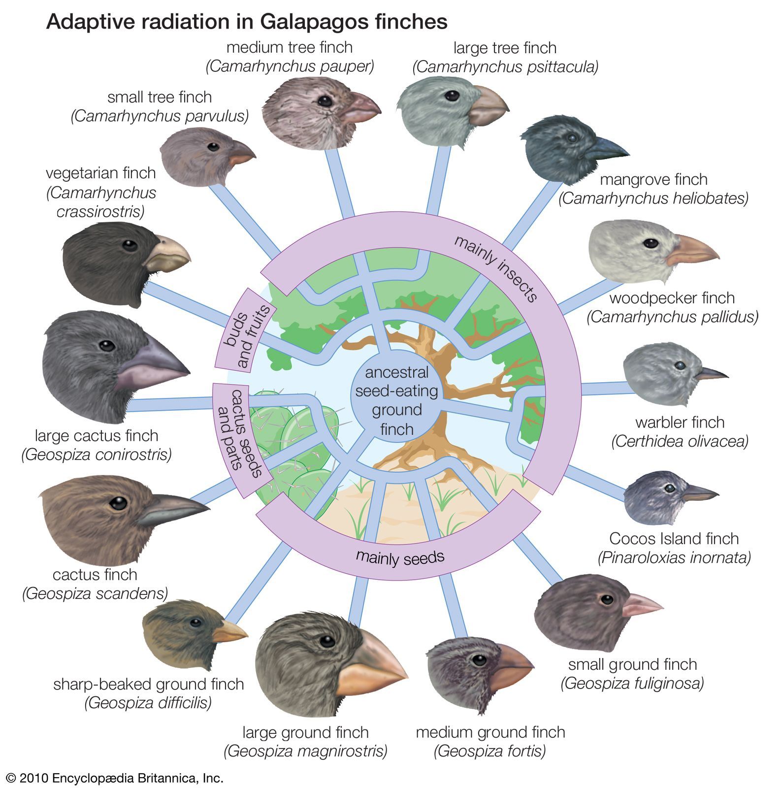 numerous species **radiating** from a single ancestor over a long period of time and spreading out across a lot of different regions

Ex. → Darwin’s Galapagos finches

Ex. → The Silversword Alliance (plants) of Hawai’i