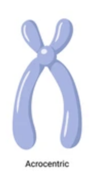 centromere is located very close to one end of the chromosome