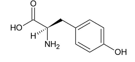 <ul><li><p>Tyrosine&nbsp;</p></li><li><p>The brain</p></li><li><p>Parkinson’s disease&nbsp;</p></li></ul><p></p>