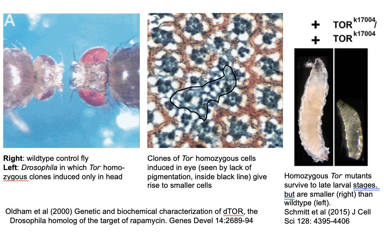 <ol><li><p>e.g Drosophila Tor mutants</p></li><li><p>Human TSC1/TSC2 mutations in <strong>tuberous sclerosis</strong></p><ul><li><p>number of growths/cysts in many organs</p></li><li><p>from excess mTORC1 activity</p></li></ul></li><li><p>Neurodegneration (ALS, FTD) by various autophagy mutants</p><ul><li><p>defective clearance of protein/RNA aggregates</p></li></ul></li></ol><p></p>