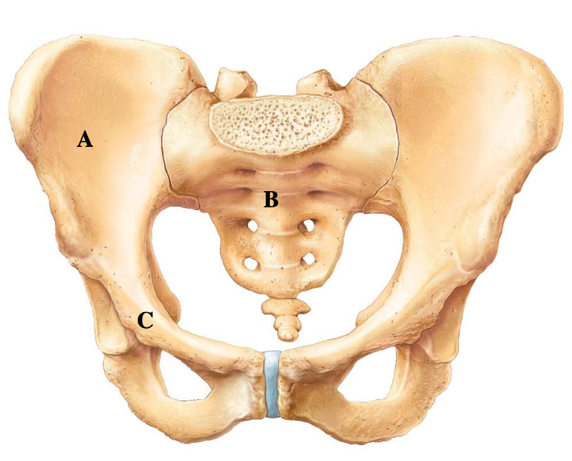 <p>Labels A, B, and C are ____, ____, and ____.</p><p></p><p>A. ilium, ischium, pubis</p><p>B. ilium, sacrum, pubis</p><p>C. ischium, coccyx, ilium</p><p>D. pubis, sacrum, ischium</p>