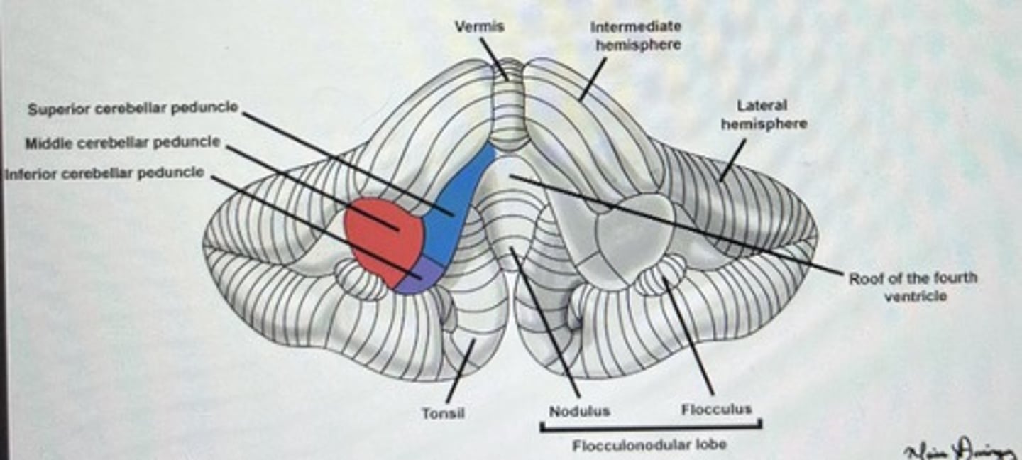 <p>ignore roof of the fourth ventricle</p><p>also know arborvitae, folia, and the two lobes</p>