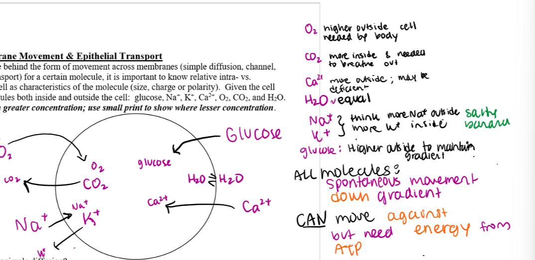 <p>glucose is higher outside the cell</p><p>Na+ is higher outside the cell</p><p>K+ is higher within the cell</p><p>Ca2+ is higher outside the cell</p>