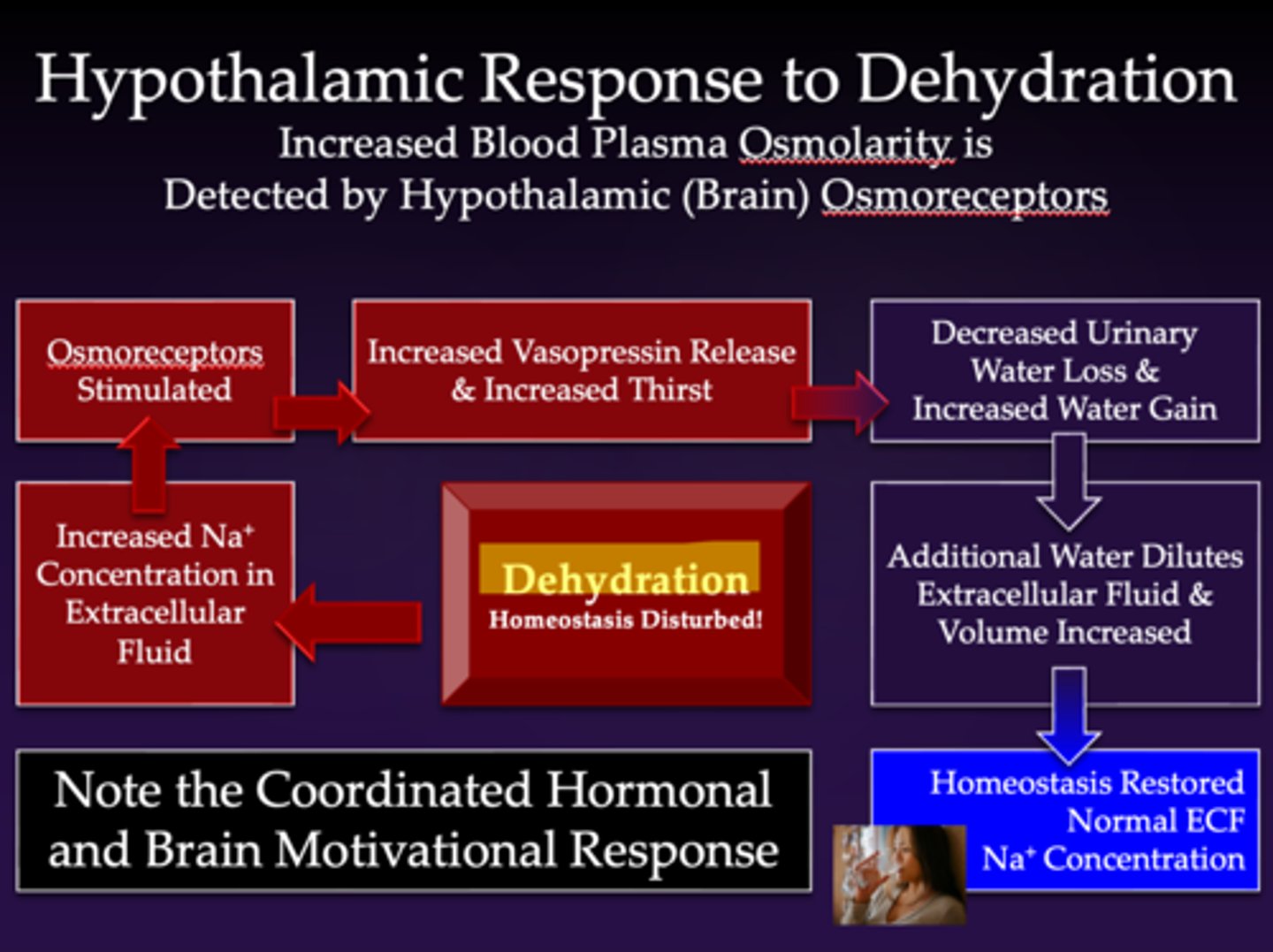 <p>*dehydration is initially caused by an increase in extracellular Na+</p><p>1. elevated extracellular Na+ stimulates osmoreceptors located in the hypothalamus (osmoreceptors sense blood osmolarity)</p><p>2. vasopressin is released to the kidneys; this decreases urinary water loss (water retention) and thirst increases water gain</p><p>3. additional water dilutes the extracellular fluid and increases volume</p><p>4. this restores extracellular Na+ concentration (homeostasis restored)</p>