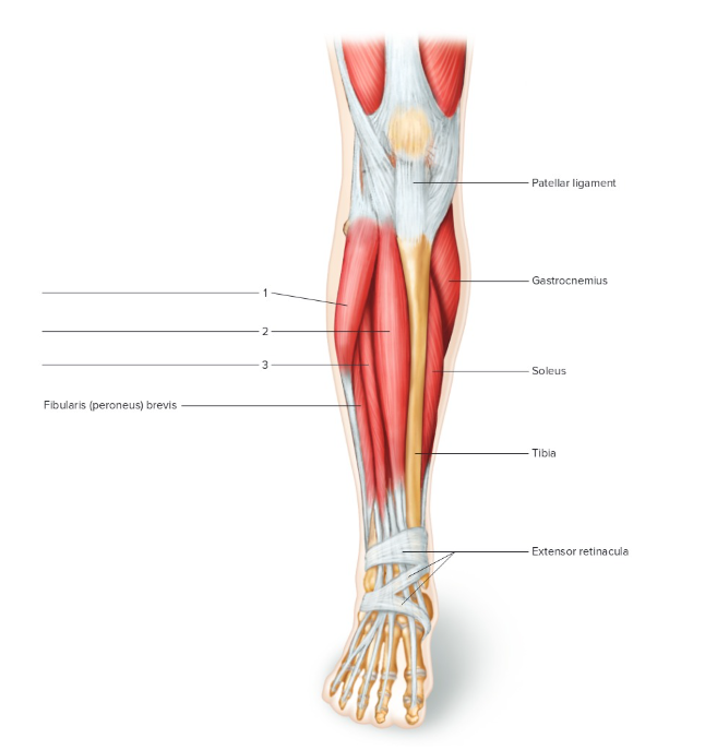 <p>Label the following: Anterior right leg </p>