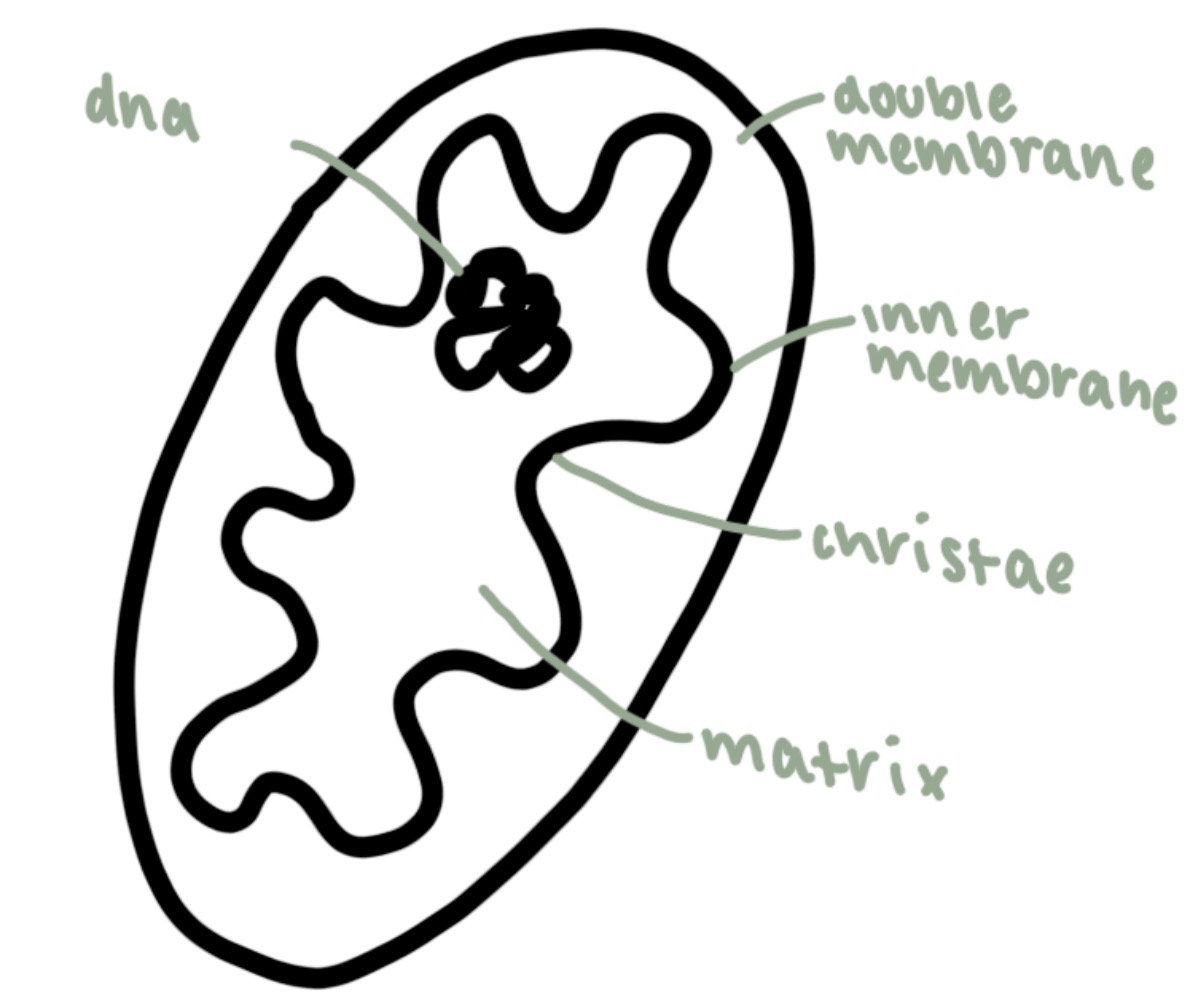 <p>1-10 micrometers</p><p>site of aerobic respiration , atp</p>