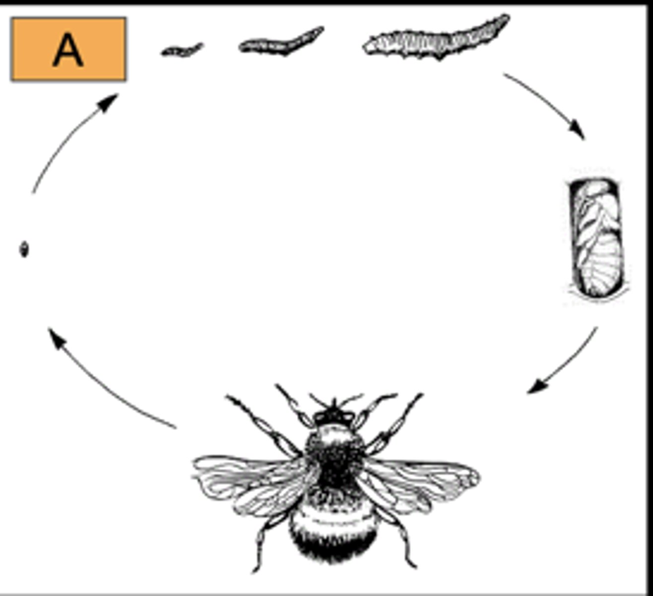 <p>Identify the order or subclass of the specimen shown in the picture.</p>