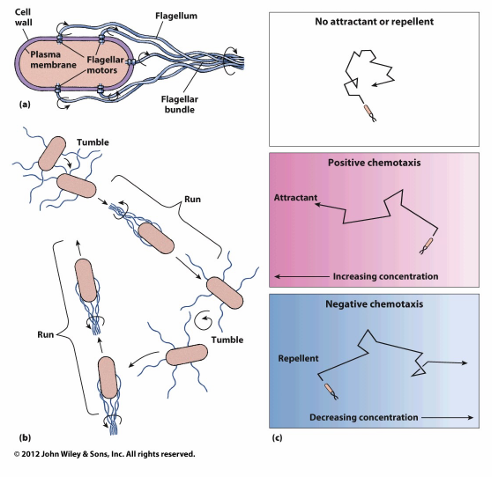 <p>Aantrekkende of afstotende stof→ receptoren of transducers→ protonmotieve kracht (energie)→ pos of neg chemotaxis</p><p>Bact: glucose naar toe gaan, zwak zuur van weg gaan</p><p>Propeller: met klok draaien of tegen klok draaien→ wijzerzin: draaien, tegenwijzerzin: naar voor gaan</p><p>Bact snel? Relatief gezien snel (3x sneller dan jachtluipaard proportioneel gezien, niet km/h gezien)</p>