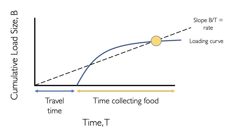 <p>optimal load size when collecting food</p><ul><li><p>Trade-off between collecting food and travelling to the food</p></li></ul><p><strong>The central place foraging model</strong></p><ul><li><p>slope: rate of food delivery to the nest</p></li></ul><p></p>