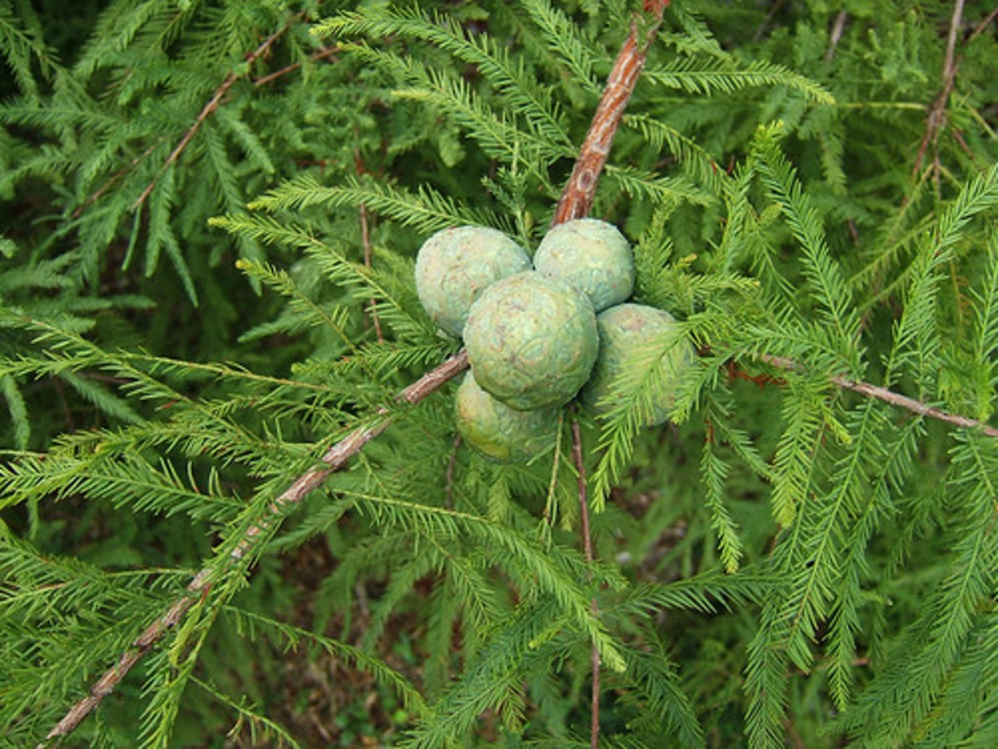 <p>bald cypress</p>