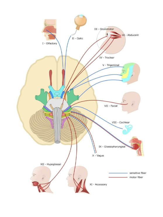 <p>12 pairs of nerves that originate in the brain stem and reach sense organs and muscles in the head and neck through openings in the skull. Numbered I to XII.</p><p>• Smell: (I) Olfactory nerves</p><p>• Vision: (II) Optic nerves</p><p>• Hearing &amp; Balance: (VIII) Auditory nerves</p><p>• Taste: 3 Cranial Nerves</p>