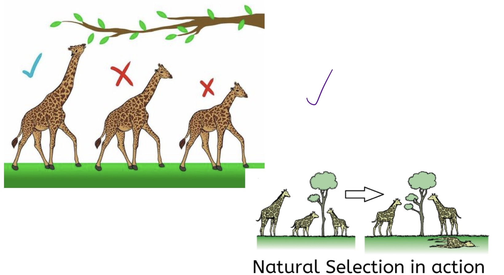 <p>Natural selection PIC</p>