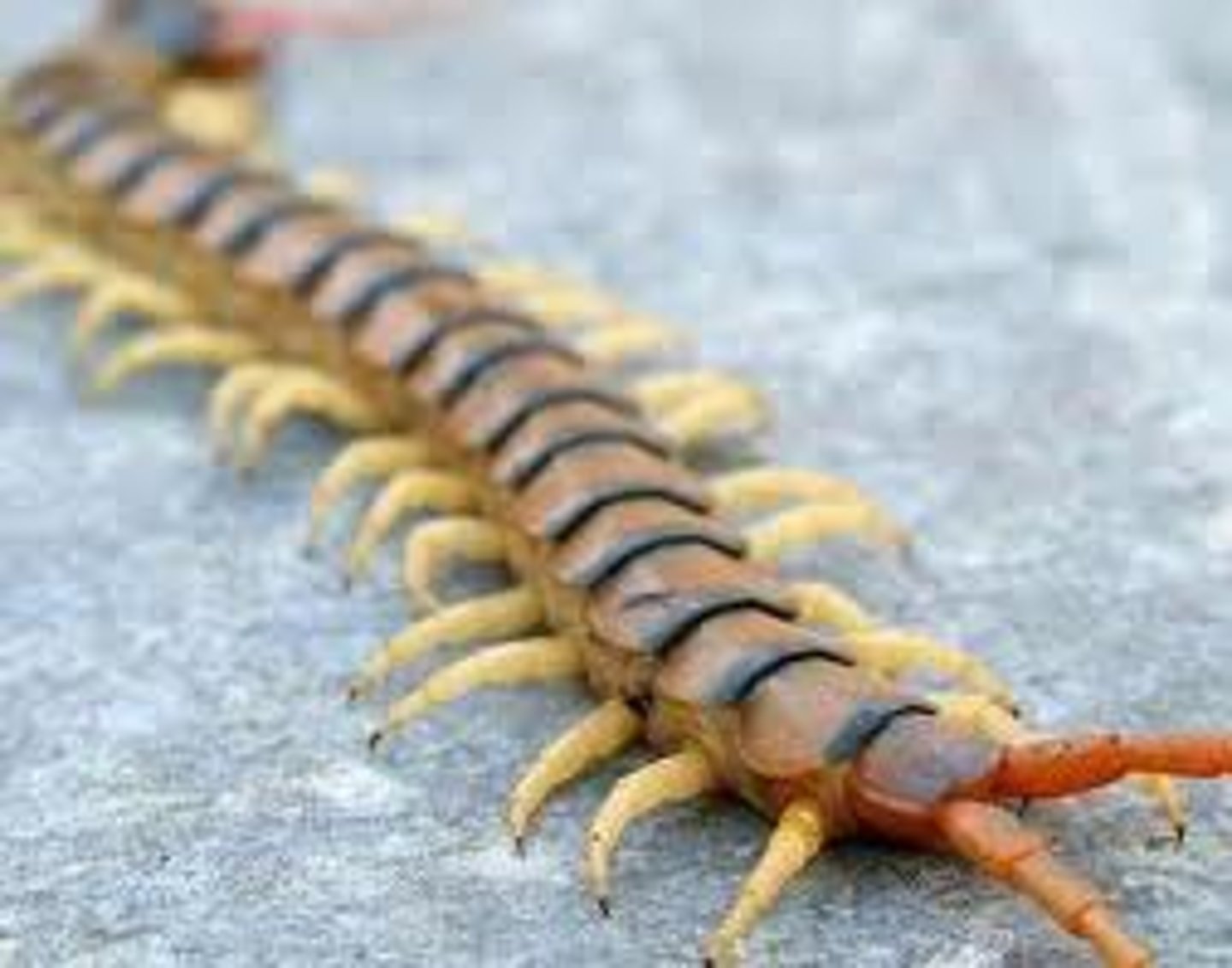 <p>A class of Arthropods including centipedes have one pair of legs per segment and are predators</p>