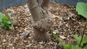 <p><span>&nbsp;Bacterial disease causing swollen, tumor-like growths on stems and roots near the soil line.</span></p>