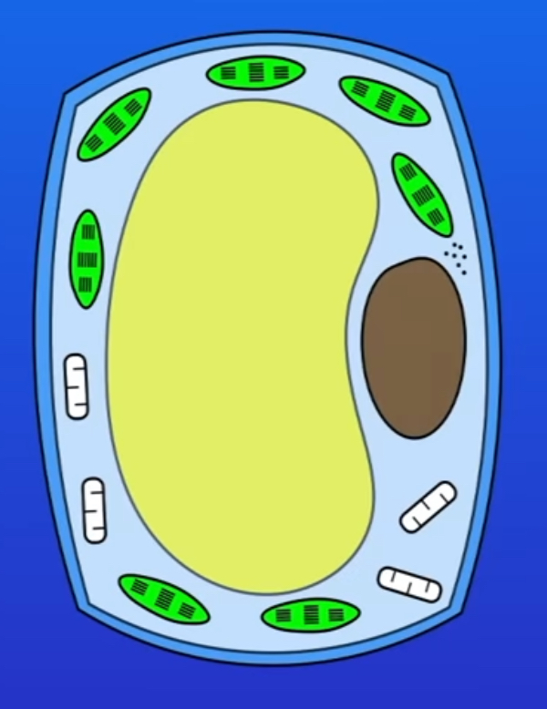 <p>water moves into the cell by osmosis and cell will expand. this is called turgid</p>