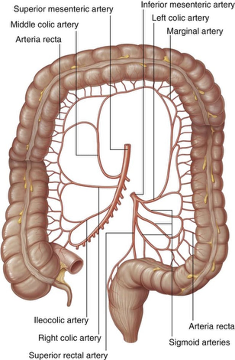 <p>is a continuous arterial channel running along the inner border of the colon, supplies cecum to rectum</p><p>formed by connections between branches of superior mesenteric artery (SMA) and inferior mesenteric artery (IMA).</p><p>It acts as a collateral circulation pathway.</p>