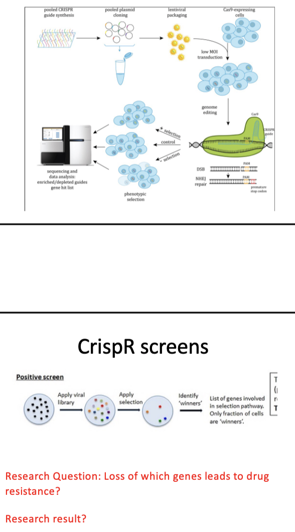 <p>Outline uses of cell culture models in cancer research:</p><p>RNAi/CRISPR screens</p>