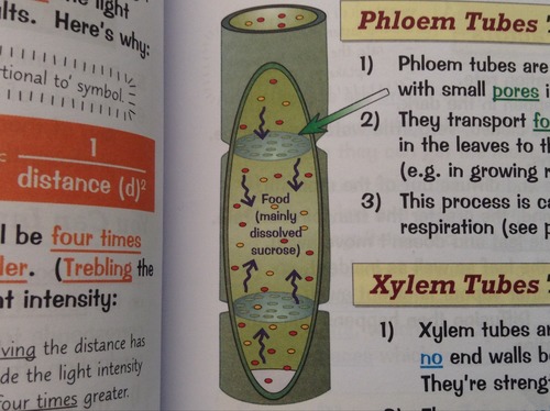 - Made of columns of living cells
- Transport food substances (mainly dissolved sugars) 
- Made in leaves to the rest of the plant for immediate use or storage
- Transport goes in both directions
- This is the process of translocation
