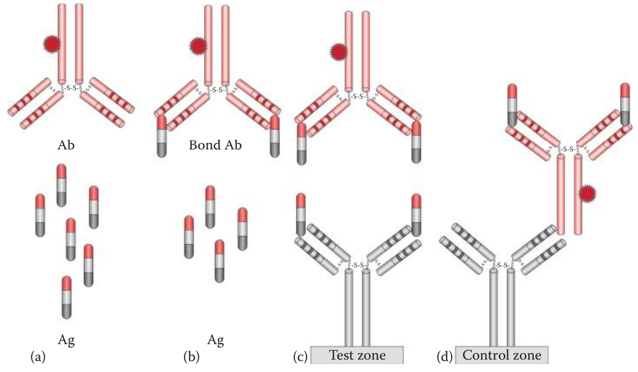 High-dose hook effect of immunochromatographic assay. (a) Ag (antigen) in sample is loaded in the sample well. (b) Ag binds to a labeled Ab (antibody) to form a labeled Ag–Ab complex. (c) At the test zone, free Ag binds to an immobilized Ab to form an unlabeled Ab–Ag complex and prevents the formation of a labeled Ab–Ag–Ab sandwich. (d) At the control zone, a labeled Ab binds to immobilized antiglobulin and is captured at the control zone.