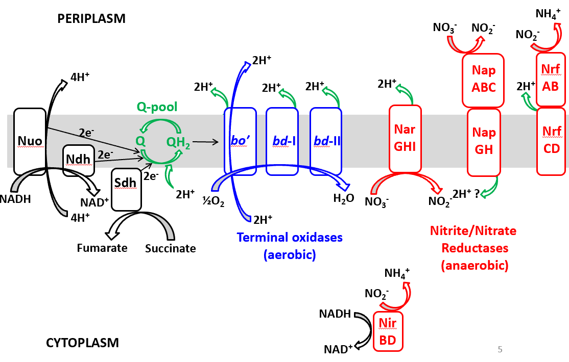 Electron transfer routes in the respiratory chain of E. coli