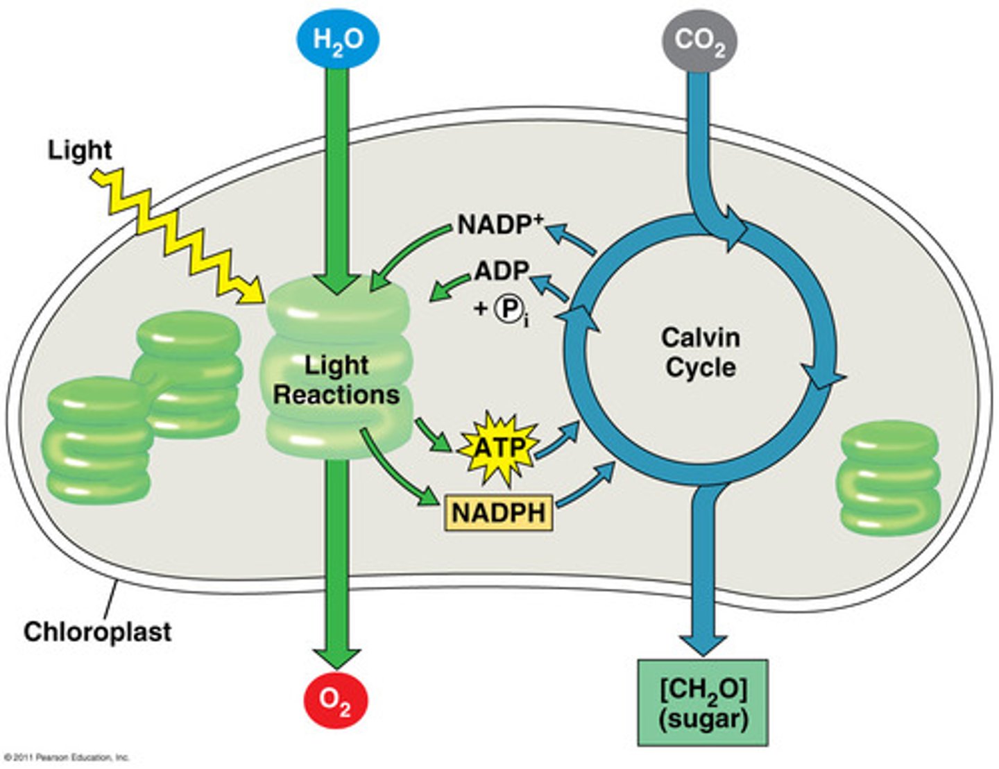 <p>Occurs in thylakoids; convert solar energy to chemical energy; Light absorbed by chlorophyll drives a transfer of e- from H2O to an acceptor celled NADP+, which temporarily stored the e-. H2O is split and gives off O2. The solar power reduces NADP+ to NADPH by adding H+. ATP is also generated using chemiosmosis to power addition of a Phosphate group ADP (phosphorylation). This light energy is converted to chemical energy in the compounds: NADPH (source of energized e-) and ATP (energy currency of the cell). No sugar is produced.</p>