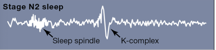 <ul><li><p>Sleep spindles (thalamus shutting down and not processing stimuli)</p></li><li><p>K-complexes (hippocampus beginning to process for consolidation)</p></li></ul><p></p>