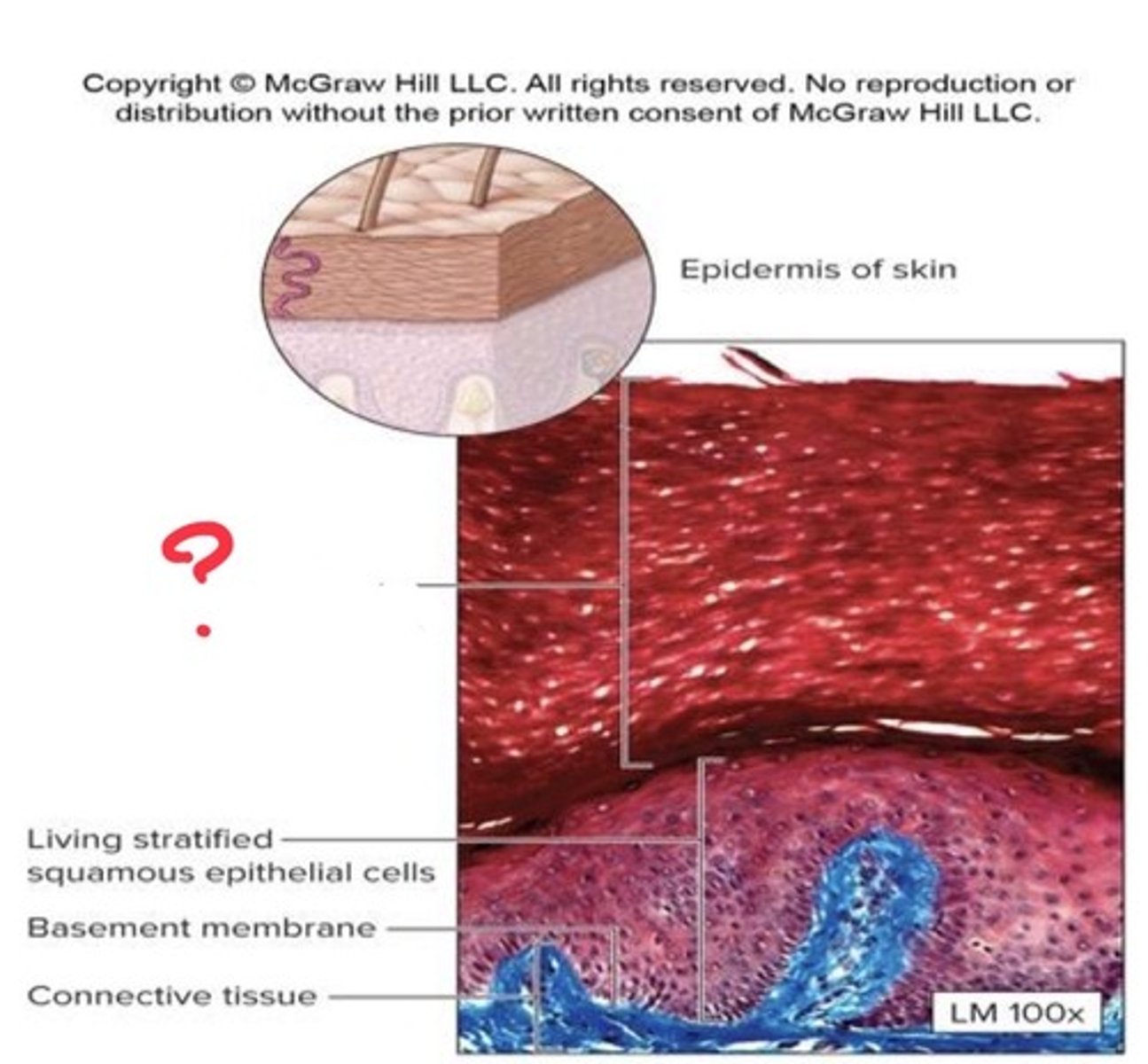 <p>What epithelial tissue is this?</p>