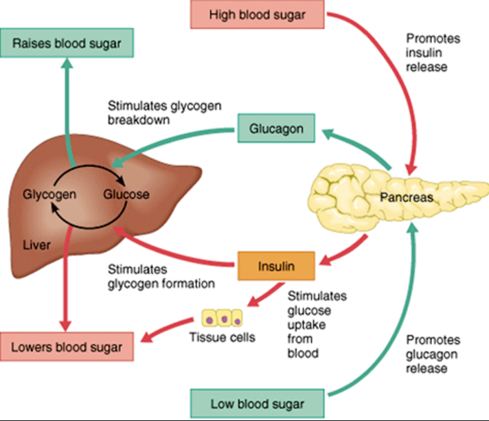 <p>Glucagon is released during low blood sugar levels to act on liver cells, turning glycogen to glucose. Insulin is produced when blood sugar levels are too high, and causes glucose to enter cells, increase amino acid uptake and protein synthesis, whilst stopping glycogenolysis and gluconeogenesis</p>