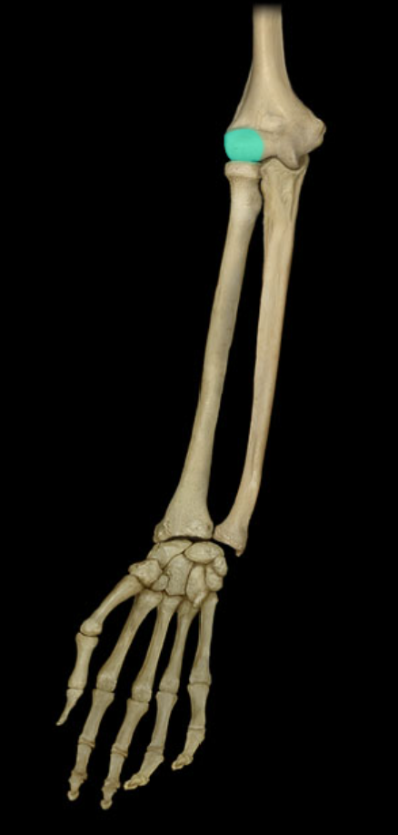 <p>Capitulum of humerus </p>