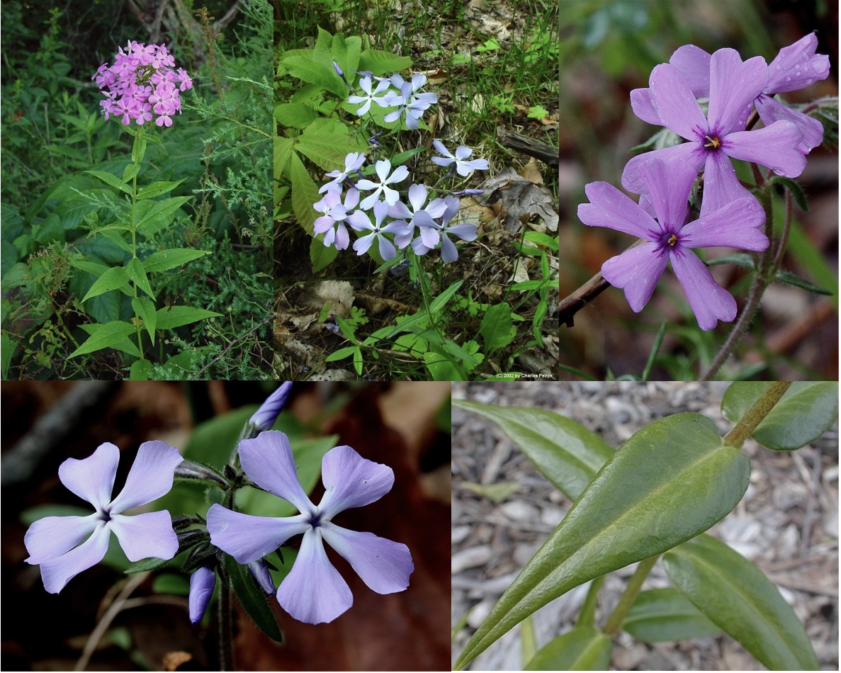 <p>Phlox (Polemoniaceae - phlox) LA</p>