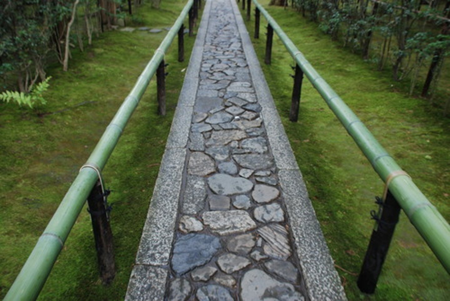 <p>(n): con đường</p>