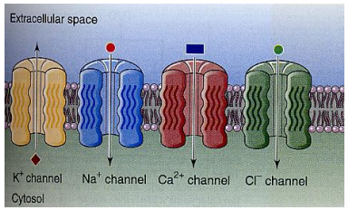 <p>they are always open</p><p>each channel is selective for specific ions</p><p>differences in the number and type of leak channels in the membrane determines the plasma membrane’s selective permeability</p><p>at rest the typical plasma membrane has higher permeability for K<sup>+</sup> than for Na<sup>+</sup> or Cl<sup>+</sup></p>