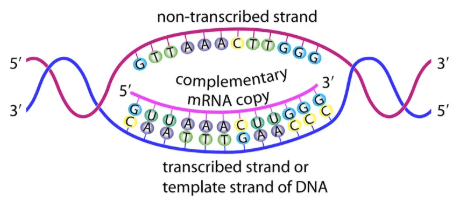 <p><strong>Stage 1: Transcription (in nucleus)</strong> </p><ul><li><p><strong>DNA → mRNA</strong>.</p></li><li><p>Enzyme: <strong>RNA polymerase</strong>.</p></li><li><p>Only <strong>template strand</strong> copied.</p></li><li><p>Base pairing: A → U, G → C, T → A, C → G.</p></li><li><p><strong>Primary transcript</strong> → modified by <strong>RNA processing</strong>.</p><ul><li><p>Introns removed, exons joined (splicing).</p></li><li><p>Alternative splicing → different proteins from same gene.</p></li></ul></li><li><p>mRNA leaves nucleus via nuclear pore.</p></li></ul><p> <strong>Stage 2: Translation (at ribosomes)</strong> </p><ul><li><p><strong>mRNA → polypeptide</strong>.</p></li><li><p><strong>tRNA</strong>:</p><ul><li><p>Carries amino acid at one end.</p></li><li><p>Has <strong>anticodon</strong> (3 bases complementary to mRNA codon).</p></li></ul></li><li><p>Steps:</p><ol><li><p>tRNA binds to codon on mRNA.</p></li><li><p>Ribosome holds two tRNAs side by side → peptide bond forms.</p></li><li><p>Ribosome moves along mRNA, process repeats.</p></li><li><p>Stops at stop codon → polypeptide released and folded.</p></li></ol></li></ul><p></p>