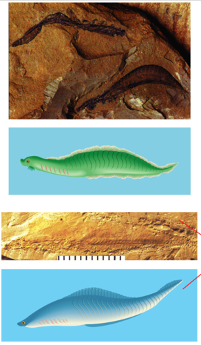 Cephalochordates that gave rise to cyclostomes