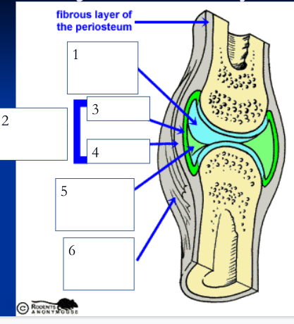 double layered capsule enclosing and connecting bones, composed of fibrous capsule and synovial membrane