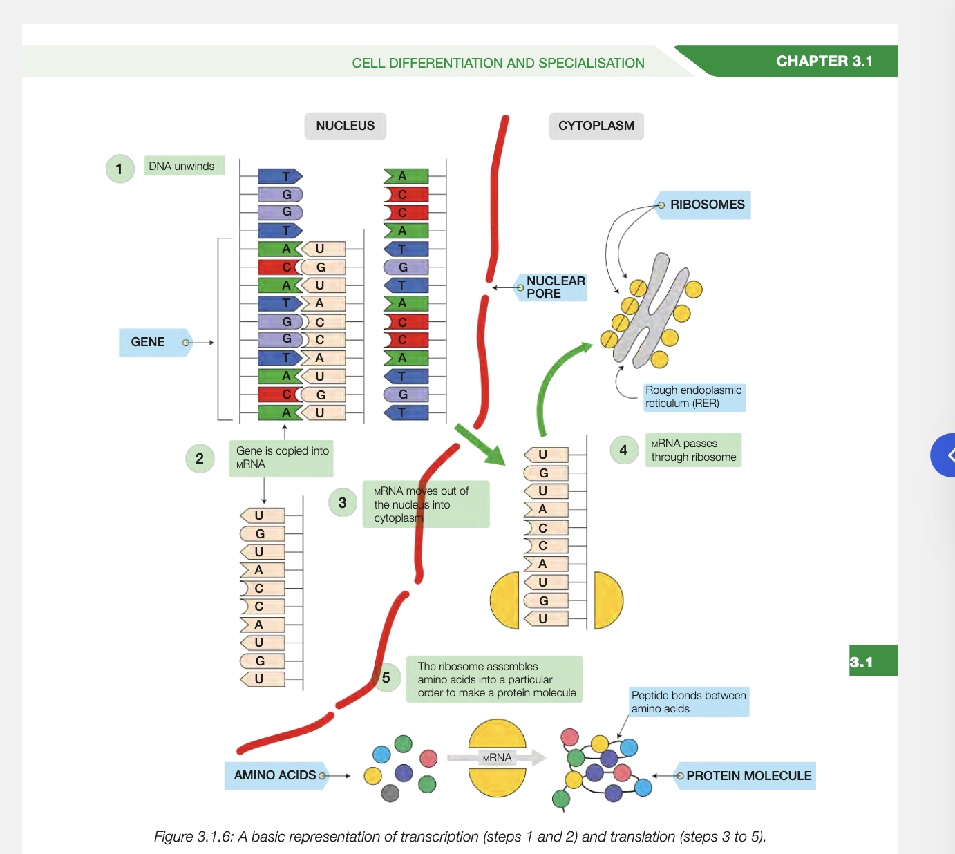 <ul><li><p>dna is in nucleus, ribsomes in cytoplasm, dna is too big to leave it</p></li><li><p>gene is copied by RNA polymerase into messenger RNA (mRNA) to deliver from nucleus to ribsome</p></li><li><p>mRNA produced through trasncription is copy of gene with the sequence of nucleotides for order og amino acids</p></li></ul><p></p><ol><li><p>RNA polymerase protein binds to DNA near gene coding for required protein</p></li><li><p>RNA polymerase unwinds double helix, exposing nucleotide base sequence of gene</p></li><li><p>RNA polymerase moves across exposed gene to synthesise mRNA molecule - working copy of gene taht can travel out of nucleus to be translated</p></li></ol><p></p>