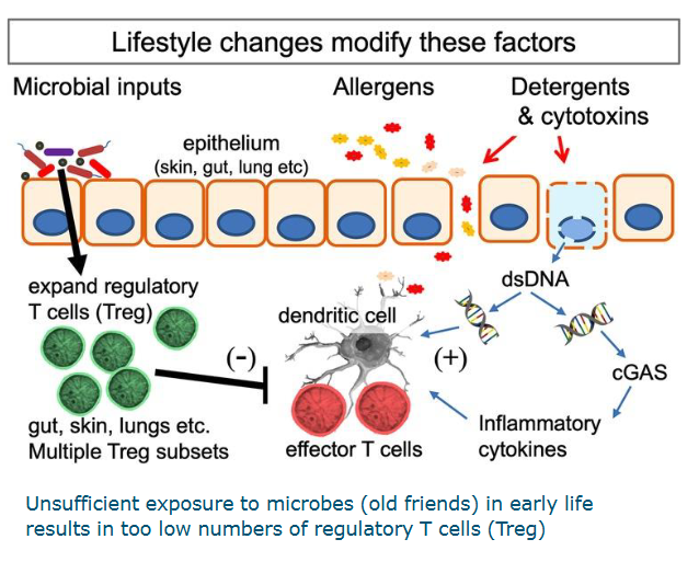 <p>Lifestyle changes modify these factors</p><ul><li><p>microbial inputs, allergesn, detergents and cytotoxins</p></li><li><p>Treg, dendiritc cells, effector T cells, dsDNA, cGAS, inflammatory cytokine</p><ul><li><p>Unsufficient exposure to microbes (old friends) in early life results in too low numbrs of regulatory T cells (Treg)</p></li></ul></li></ul><p></p>